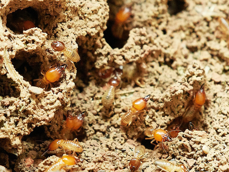 บริการกำจัดปลวก และสัตว์พาหะ