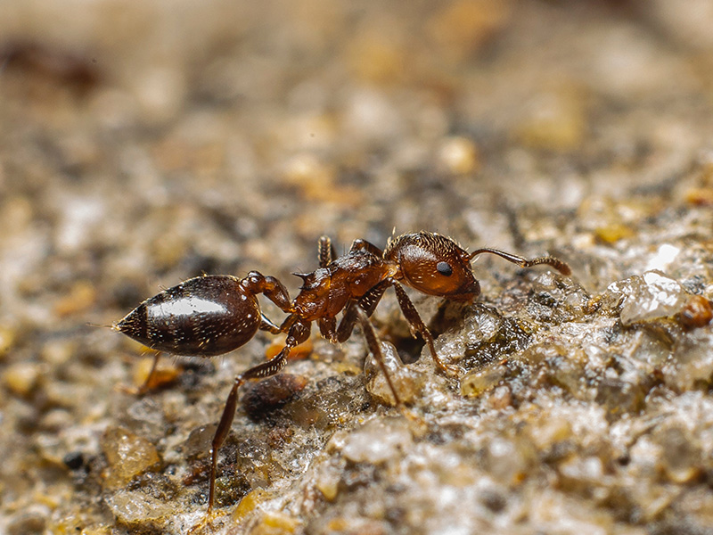 บริการกำจัดมด